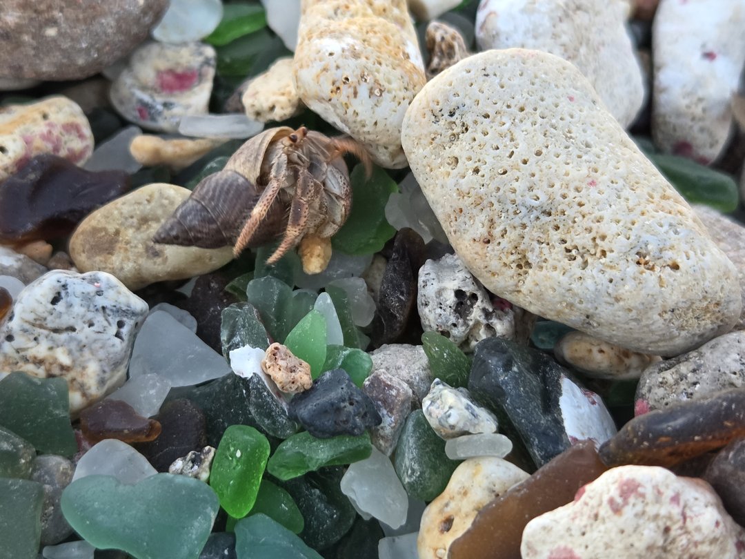 A hermit crab hauling its striped shell across a bed of green sea glass beside a pitted lump of coral