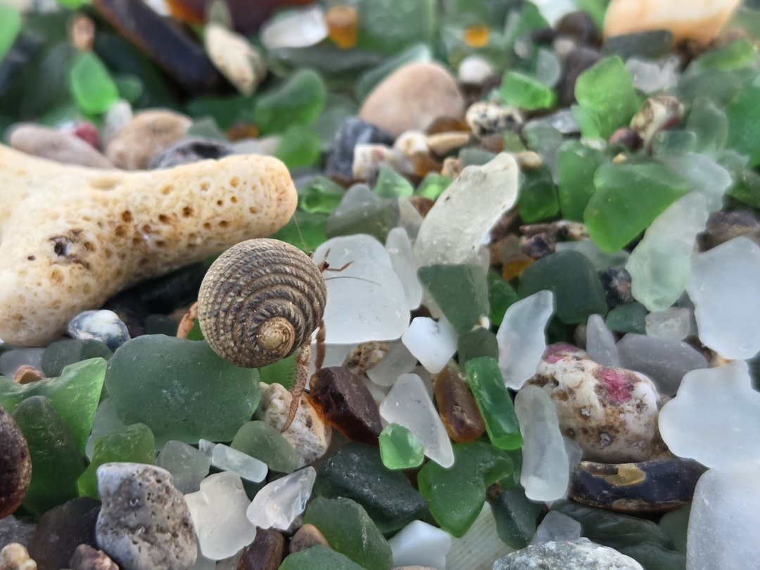 A small spiral shell sitting on a bed of frosted green and white sea glass beside a finger of bleached coral