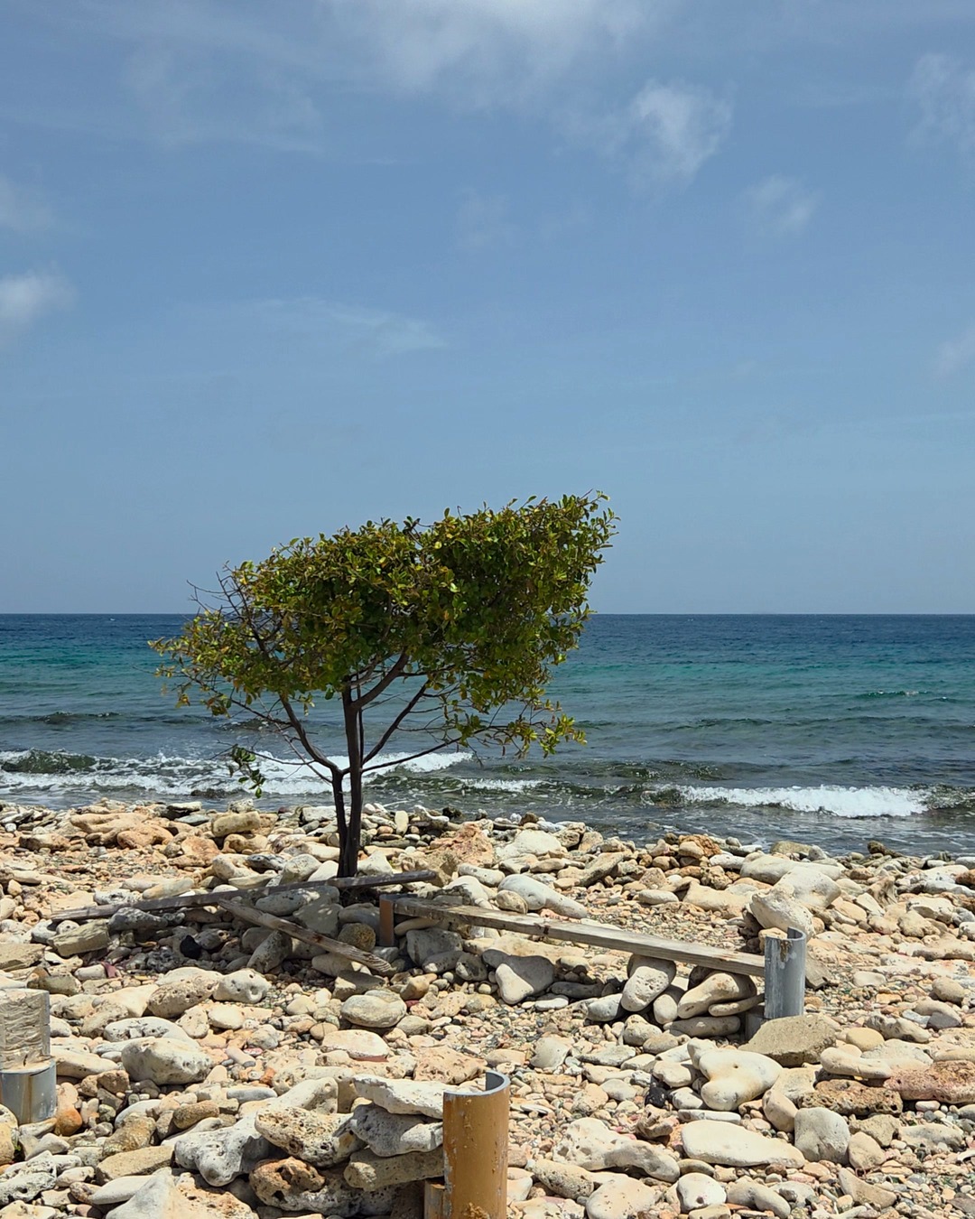 A single wind-shaped tree growing out of a rocky coral shore with surf breaking behind it