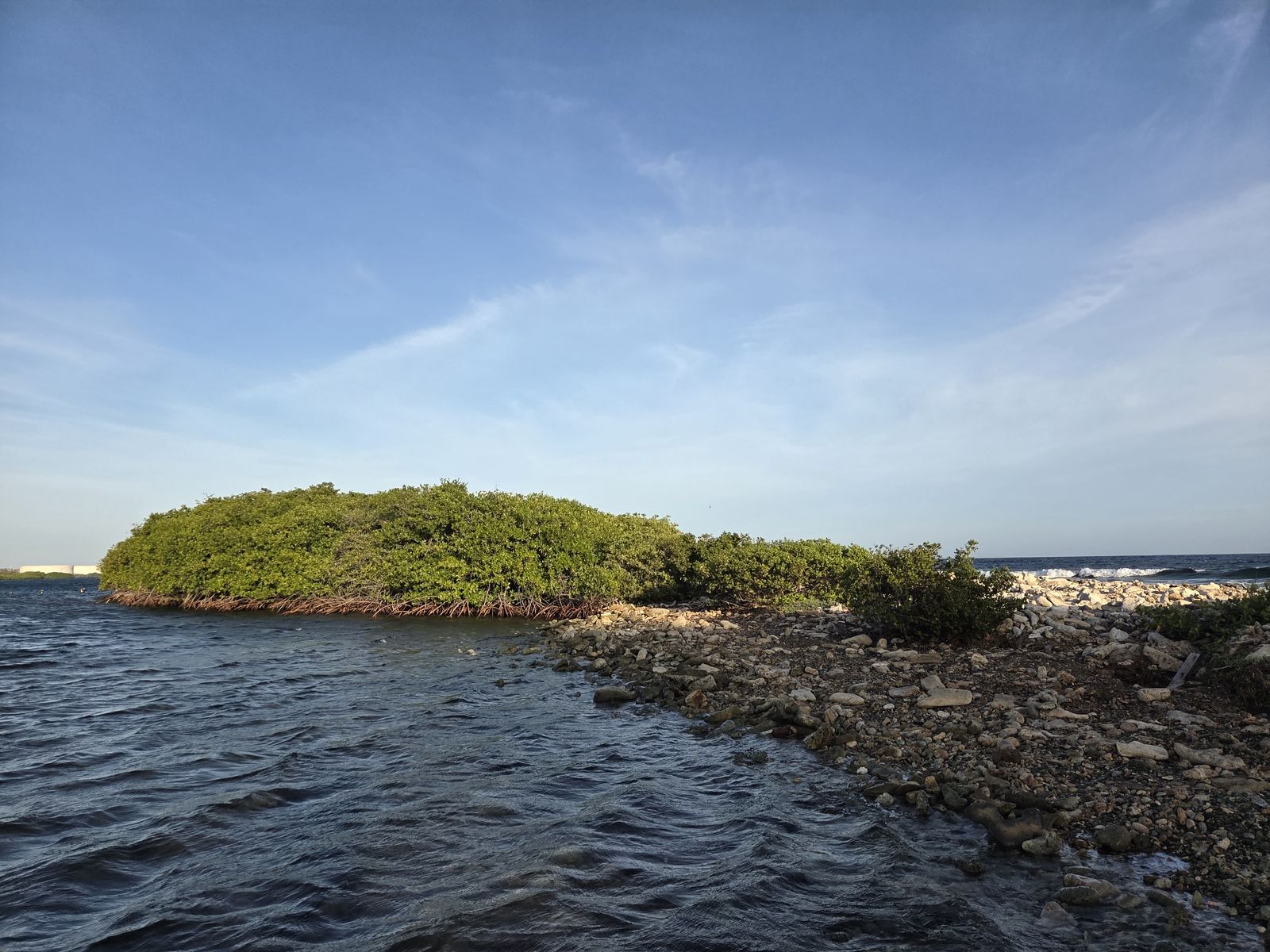 A mangrove islet ringed by calm shallow water on Aruba's south coast