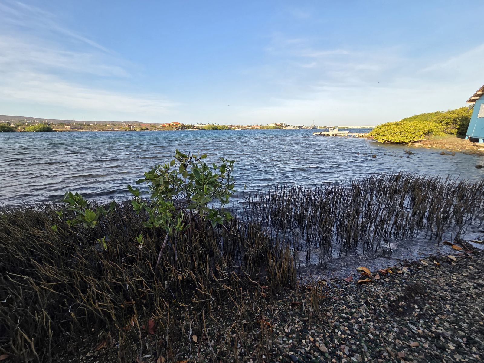 Mangrove roots along a sheltered lagoon shore on Aruba's south coast