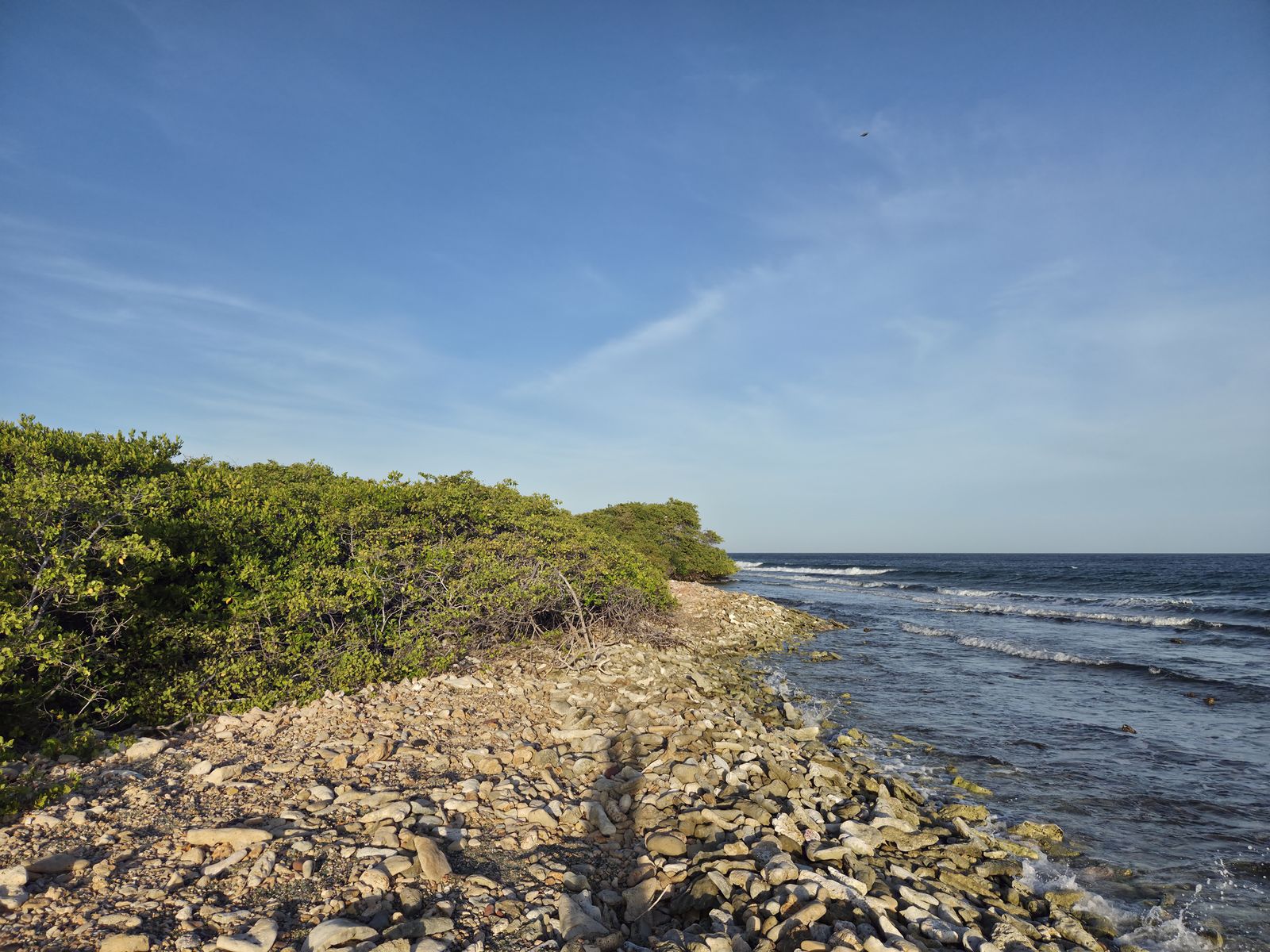 A quiet mangrove and rubble shoreline on Aruba's sheltered south coast